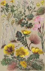 Flore alpine